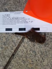 Troglodytes hiemalis