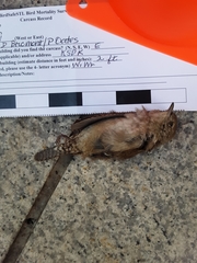 Troglodytes hiemalis