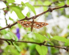 Nausinoe geometralis