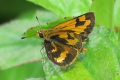 Taractrocera archias