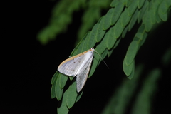 Palpita nigropunctalis