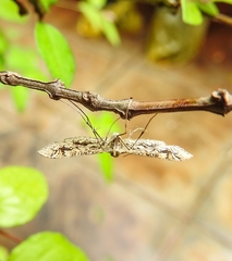 Nausinoe geometralis