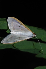 Palpita nigropunctalis