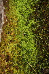 Thuidiopsis sparsa