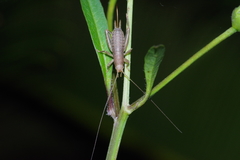 Ornebius bimaculatus