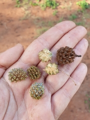 Casuarina equisetifolia