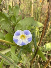 Convolvulus tricolor