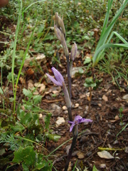 Limodorum trabutianum