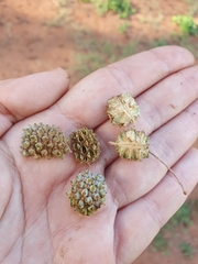 Casuarina equisetifolia