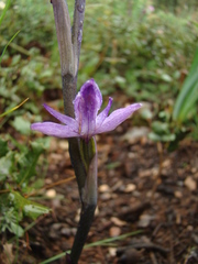 Limodorum trabutianum