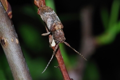 Pterolophia annulata