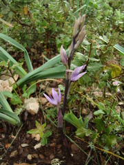 Limodorum trabutianum