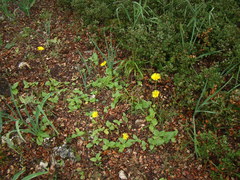 Doronicum plantagineum