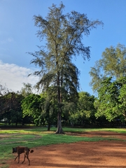 Casuarina equisetifolia