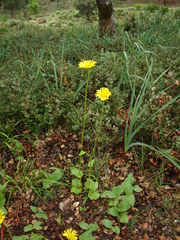 Doronicum plantagineum