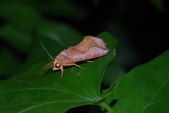 Oraesia emarginata