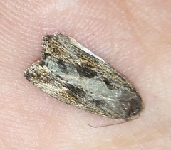 Endothenia quadrimaculana