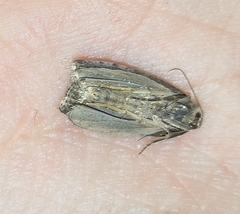Endothenia quadrimaculana