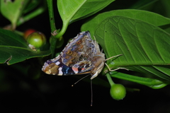 Vanessa indica indica