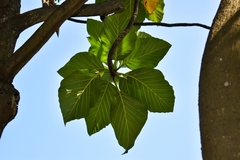Artocarpus altilis