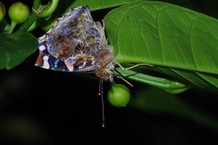 Vanessa indica indica