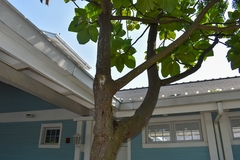 Artocarpus altilis