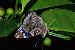 Vanessa indica indica