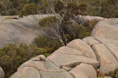 Eucalyptus megacarpa