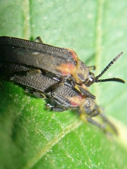 Heterispa vinula