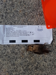 Troglodytes hiemalis