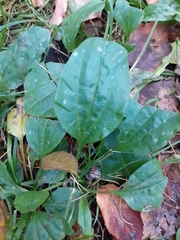 Plantago major