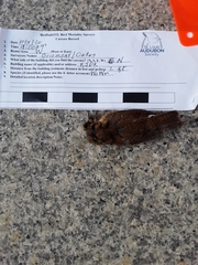 Troglodytes hiemalis