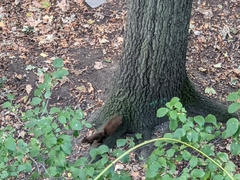 Sciurus vulgaris