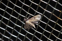 Nacoleia charesalis