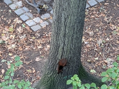 Sciurus vulgaris