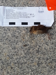 Troglodytes hiemalis