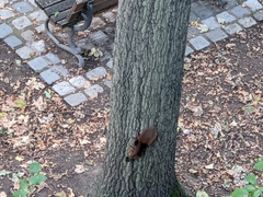 Sciurus vulgaris