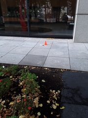 Troglodytes hiemalis