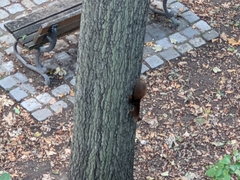 Sciurus vulgaris