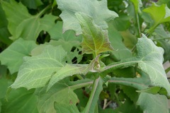 Smallanthus sonchifolius