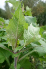 Smallanthus sonchifolius