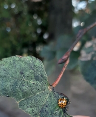 Harmonia axyridis