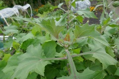 Smallanthus sonchifolius