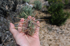 Cylindropuntia molesta molesta