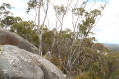 Eucalyptus megacarpa