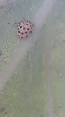 Psyllobora vigintiduopunctata