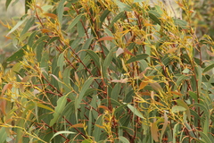 Eucalyptus megacarpa