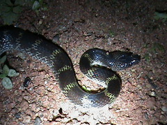 Lycodon travancoricus