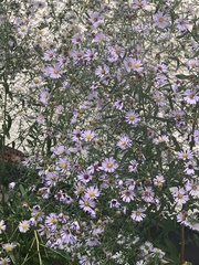 Symphyotrichum × salignum