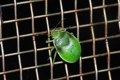 Glaucias subpunctatus